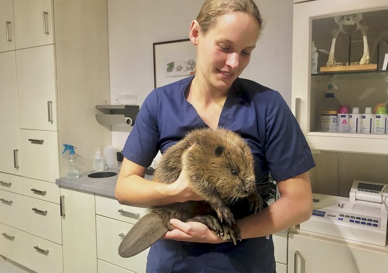 Biber Baby beim Tierarzt in Illingen Saarland Tierarztpraxis an der ILL
