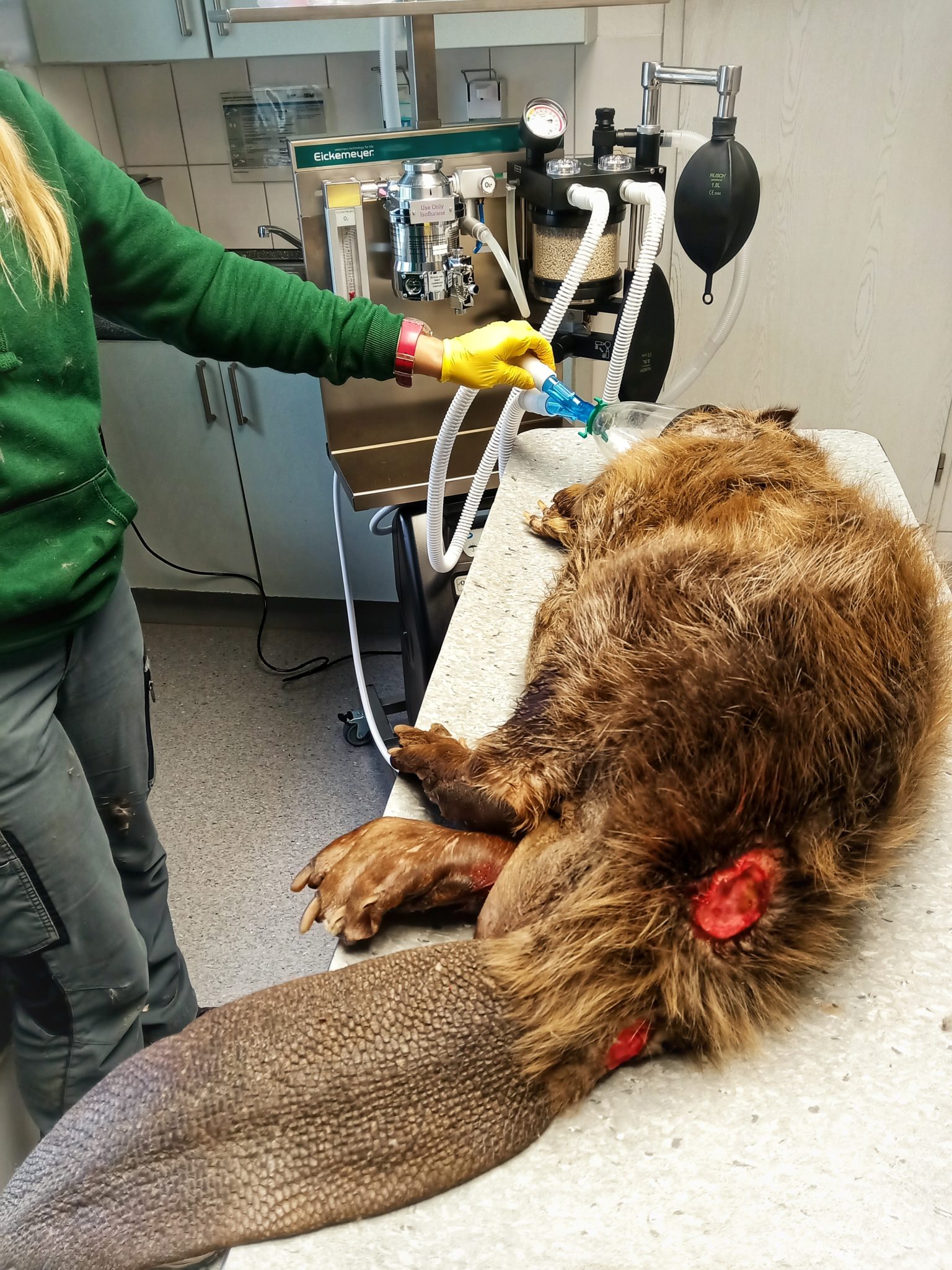 BiberBehandlung in Inhalationsnarkose Tierarzt Illingen Saarland